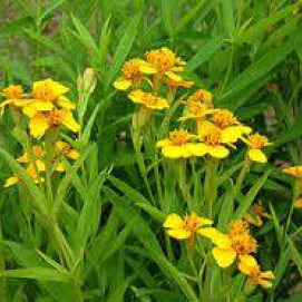Mexican Mint Marigold 1 gallon