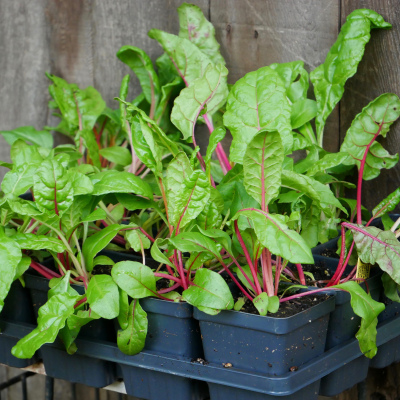 Swiss Chard 'Bright Lights' 4"