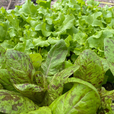 Lettuce mix 4"