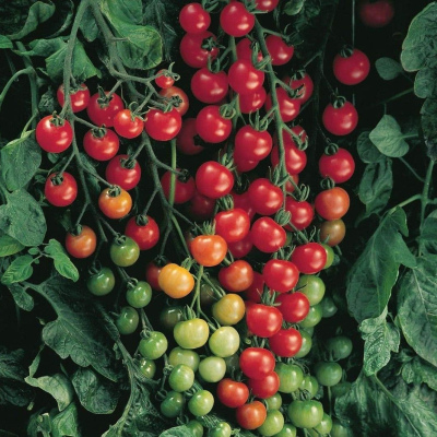 Tomato - Super Sweet 100 4"