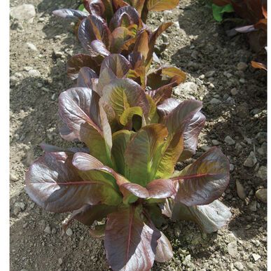 Lettuce, red romaine - 4 inch