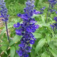 Mealy Blue Sage - 4"