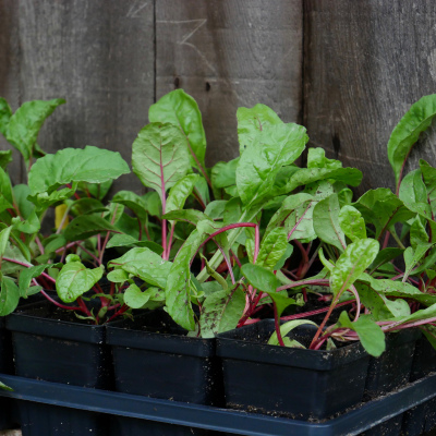 Red Chard 4"