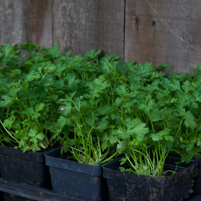Parsley - 4"