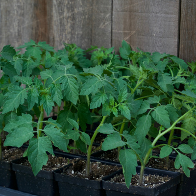 Tomato - Sun Gold - 4"